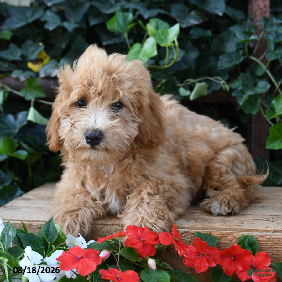 Maltipoo dogs Teddy - Ad 2