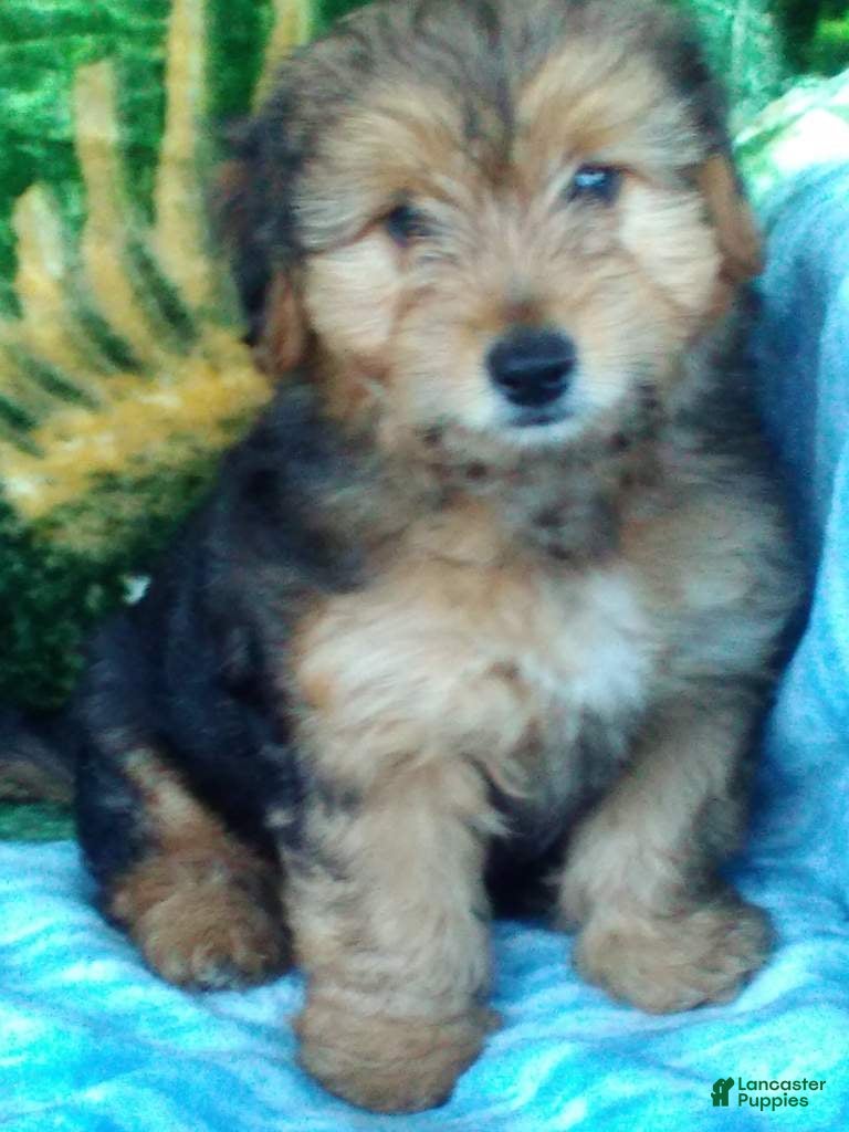Yorkiepoo dogs Rubble - Ad 2