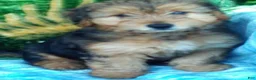 Yorkiepoo dogs for sale: Rubble - Ad 2