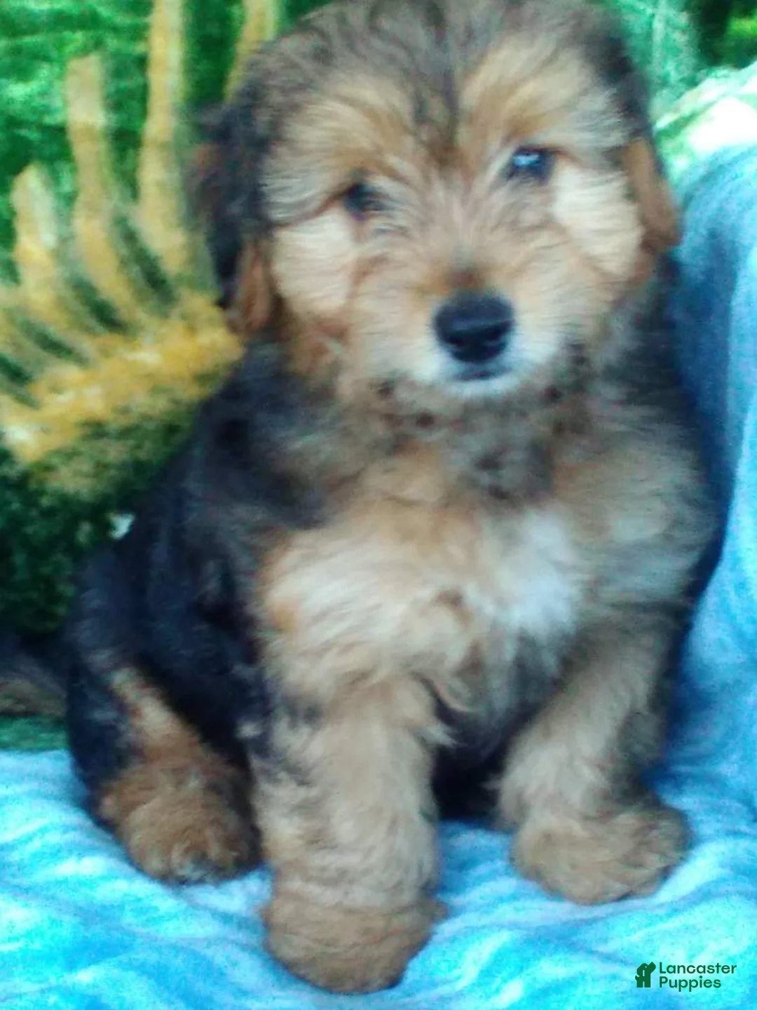 Yorkiepoo dogs for sale: Rubble - Ad 2