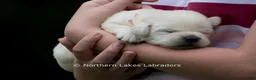 Labrador Retriever dogs for sale: McKenna - Ad 1