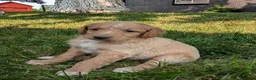 Goldendoodle dogs for sale: Issie - Ad 7