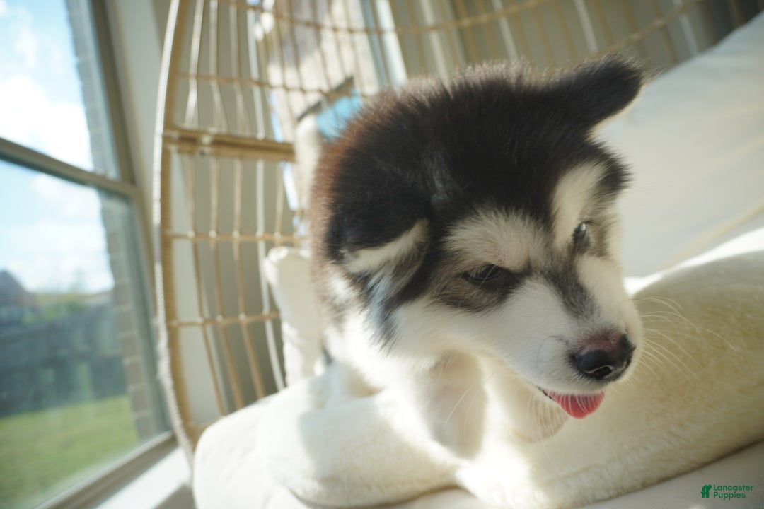 Alaskan Malamute dogs for sale: Xiao Cheng - Ad 10