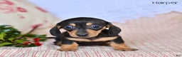 Miniature Dachshund dogs for sale: Harper - Ad 3