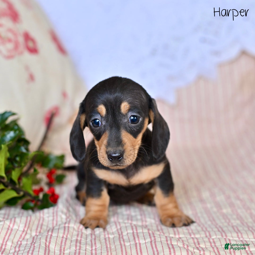 Miniature Dachshund dogs for sale: Harper - Ad 3