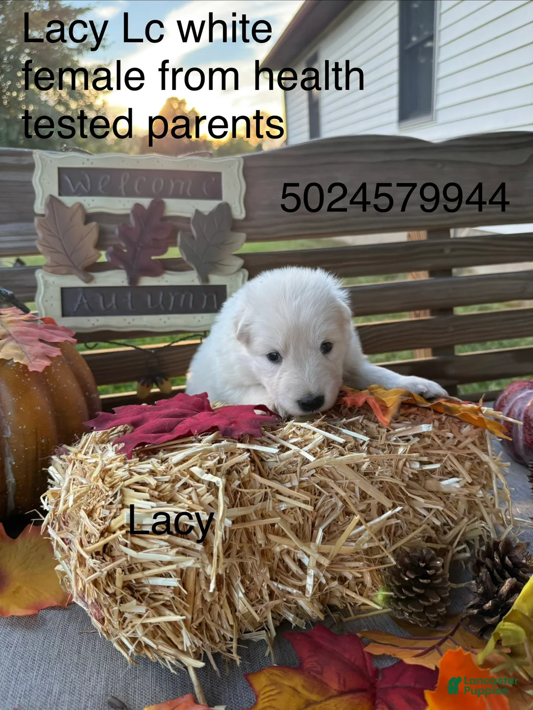 German Shepherd dogs for sale: Lacy  - Ad 2