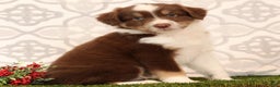 Miniature Australian Shepherd dogs for sale: Randy - Ad 3