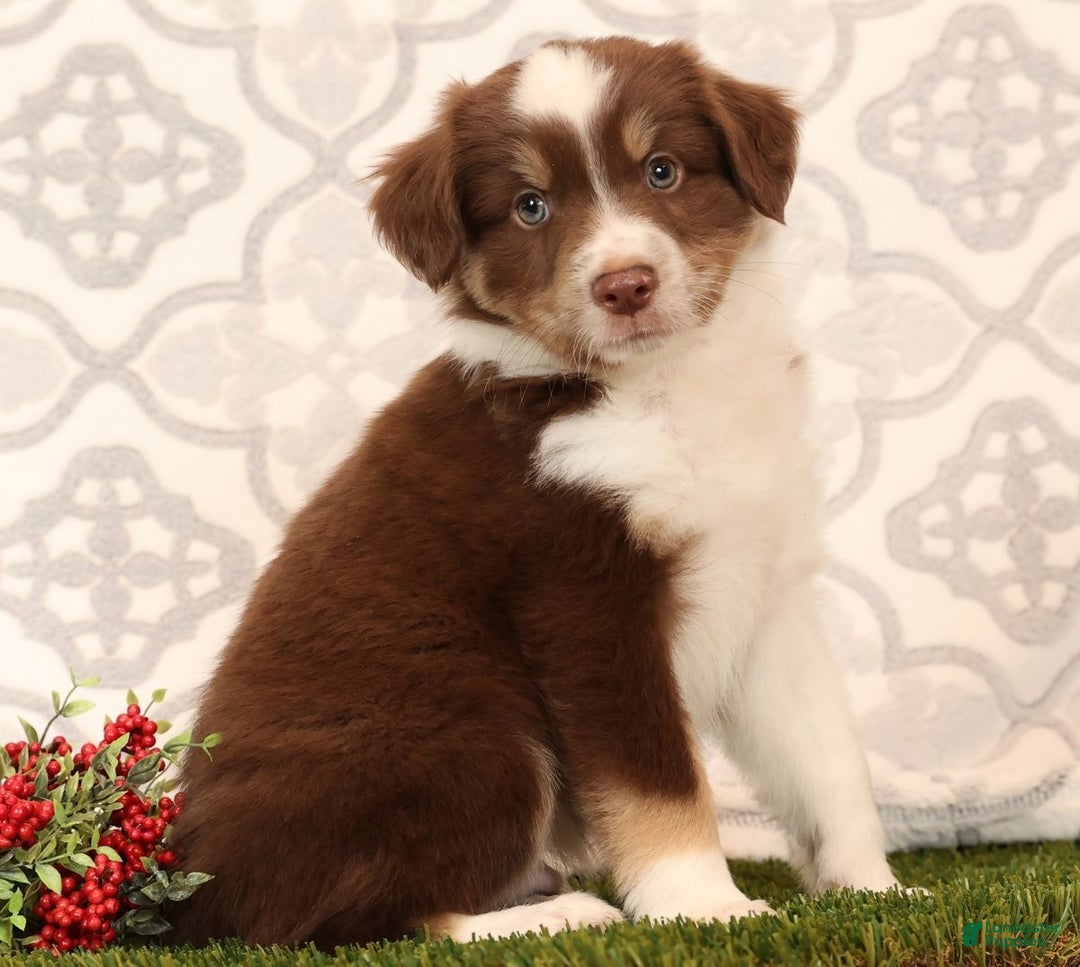 Miniature Australian Shepherd dogs for sale: Randy - Ad 3