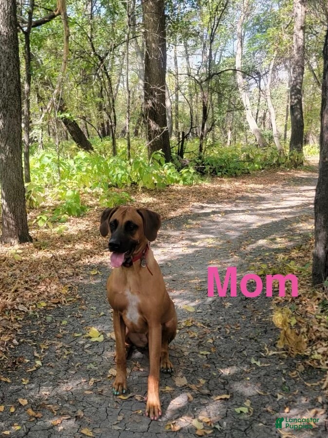 Rhodesian Ridgeback dogs Rhodesian Ridgeback Puppys - Ad 2