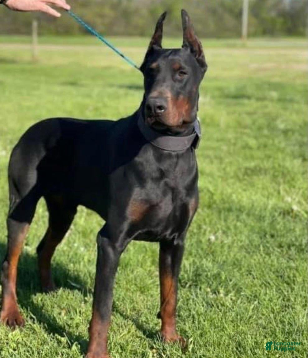 Doberman Pinscher dogs Doberman Pinscher 1 - Ad 3