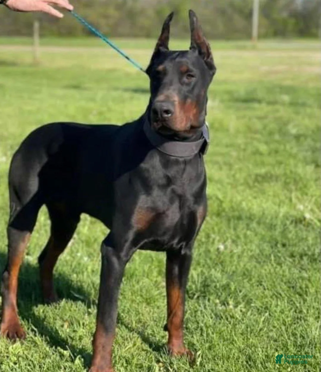 Doberman Pinscher dogs for sale: Doberman Pinscher 1 - Ad 1