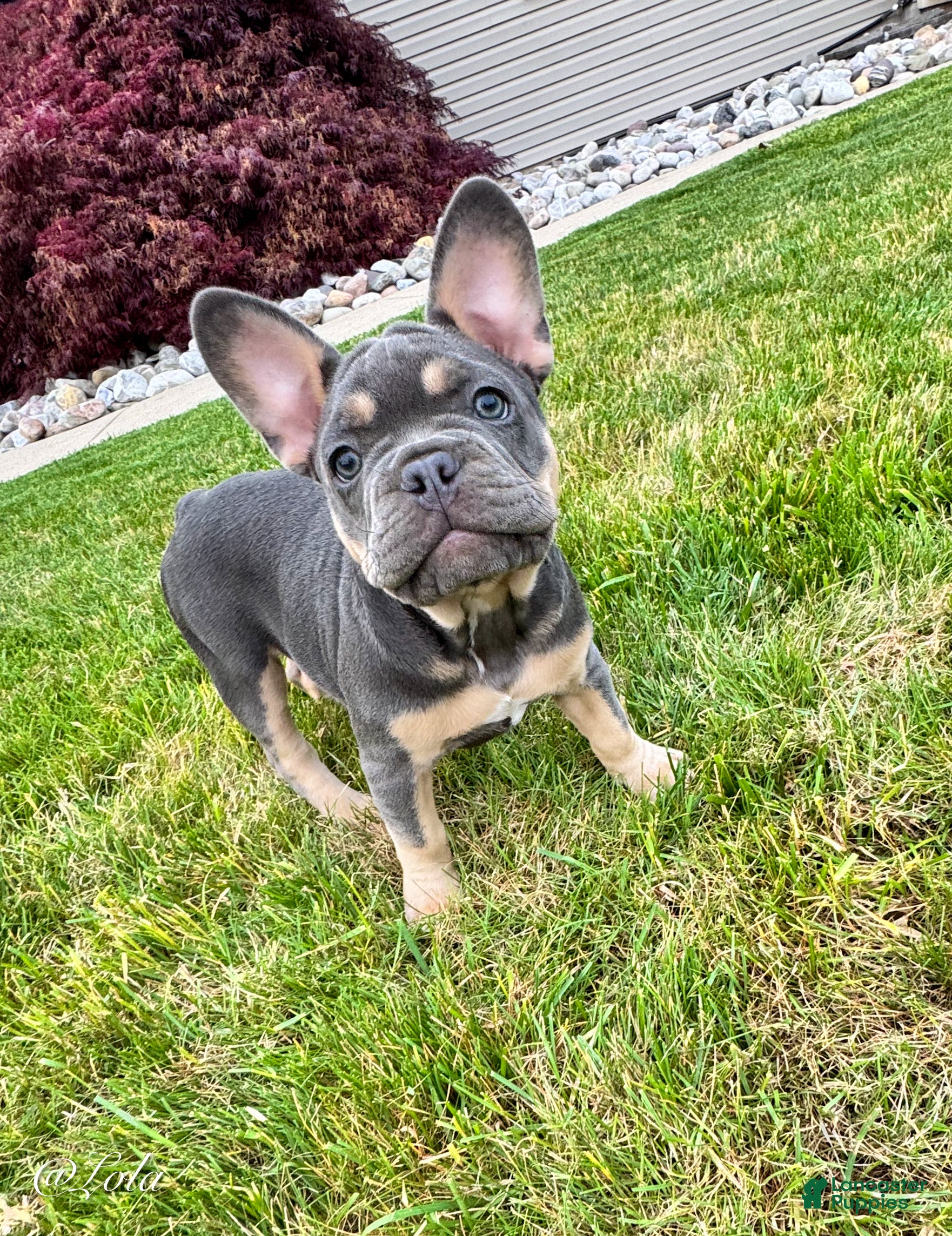 French Bulldog dogs Lola - Ad 2
