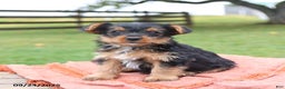 Yorkshire Terrier dogs for sale: Elliot - Ad 3