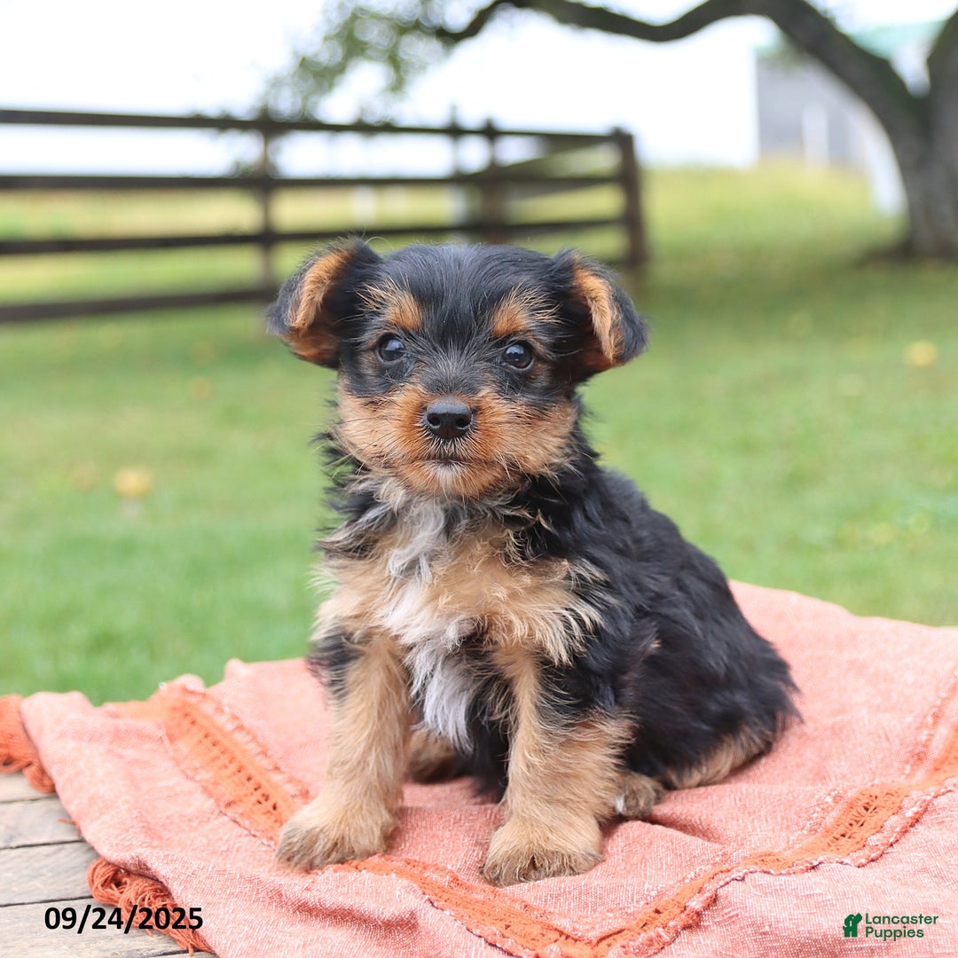 Yorkshire Terrier dogs for sale: Elliot - Ad 3