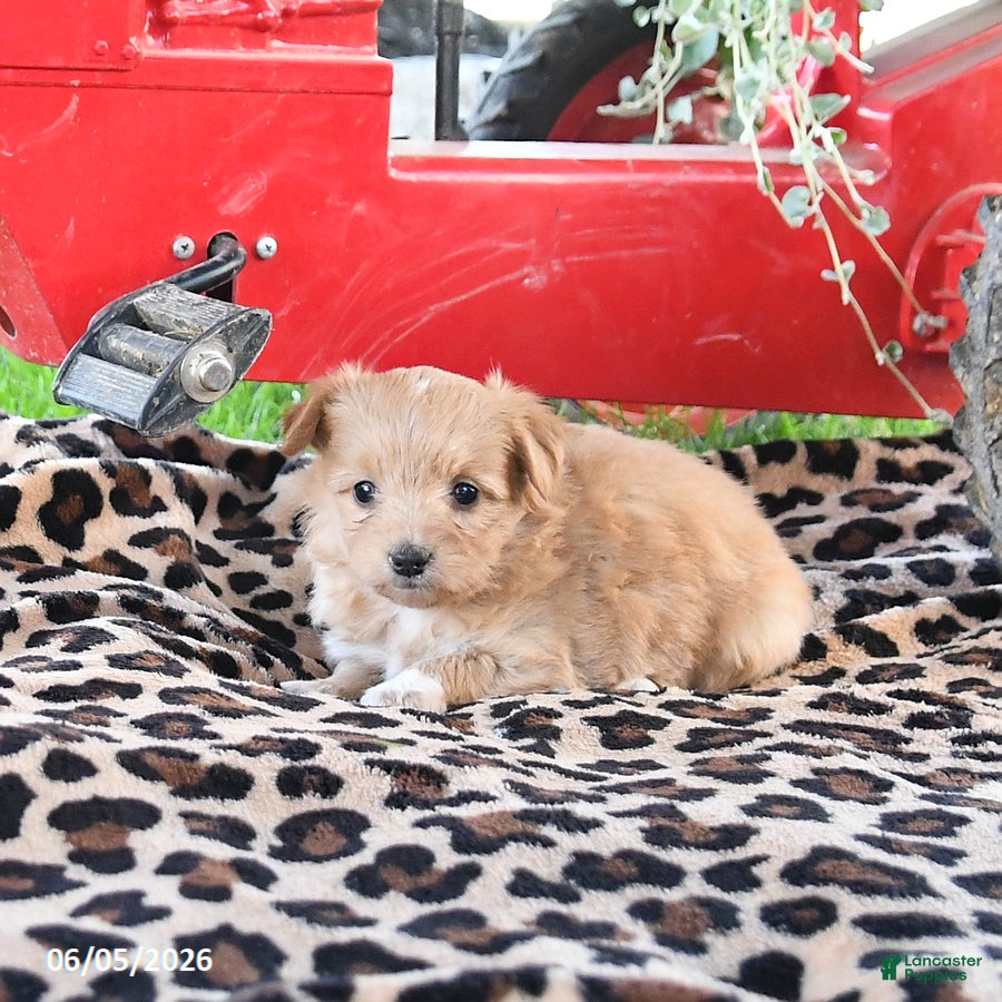 Pomapoo dogs Ophelia - Ad 2