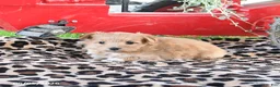 Pomapoo dogs for sale: Ophelia - Ad 2