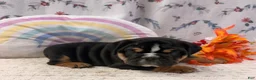English Bulldog dogs for sale: Blitz - Ad 3