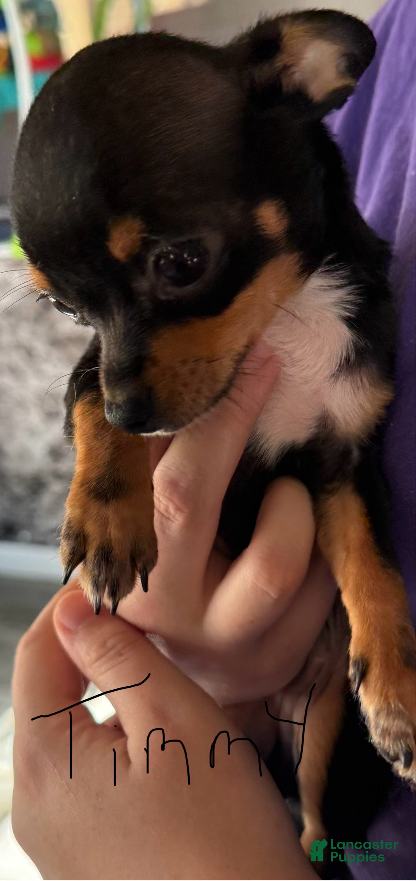 Chihuahua dogs Chihuahua Puppy 1 - Ad 34