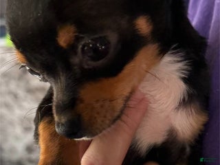 Chihuahua dogs Chihuahua Puppy 1 - Ad 36