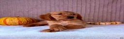 Golden Retriever dogs for sale: Shetar - Ad 5