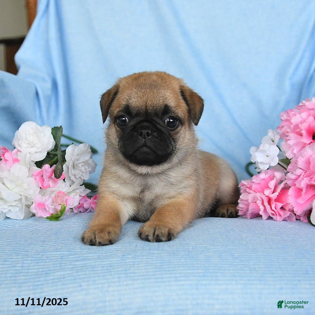 Pug dogs for sale: Gracie - Ad 3