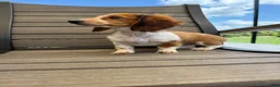 Miniature Dachshund dogs for sale: Dixie new pictures - Ad 5