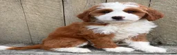 Mini Bernedoodle dogs for sale: ❤️BOSTON MASSACHUSETTS AREA❤️RARE DARK RED AND WHITE TUXEDO❤️MINI BERNEDOODLE GIRL❤️ - Ad 3