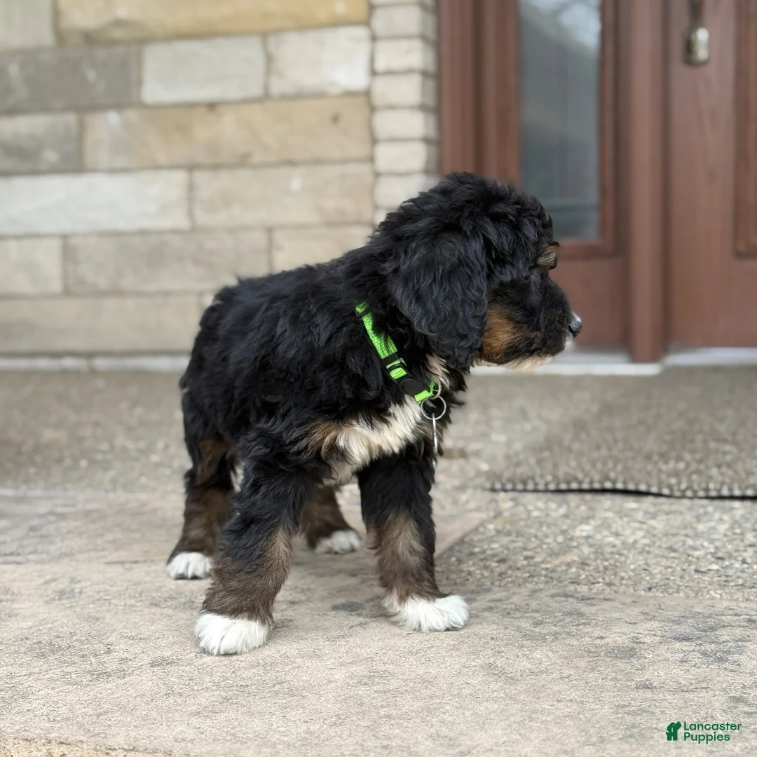 Bernedoodle dogs for sale: Bernedoodle Puppy Hazel - Ad 2