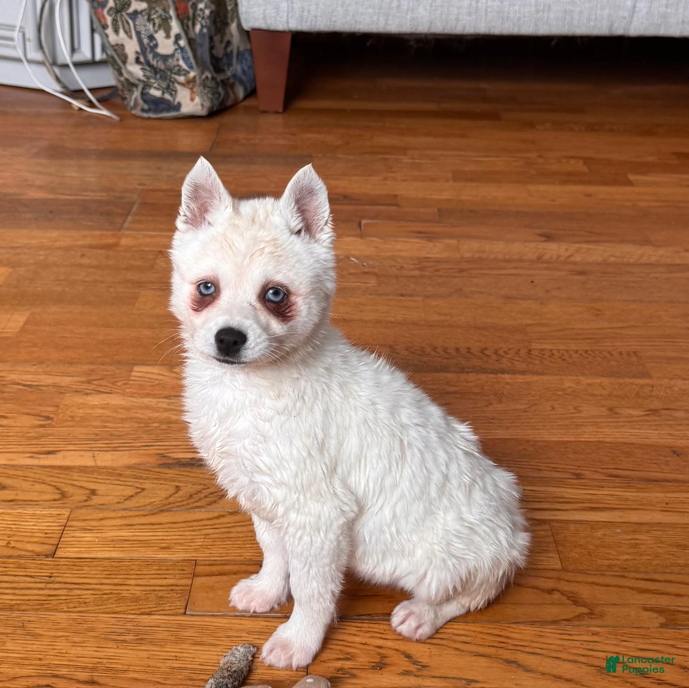 Alaskan Klee Kai dogs Alaskan Klee Kai Puppy 2 - Ad 2