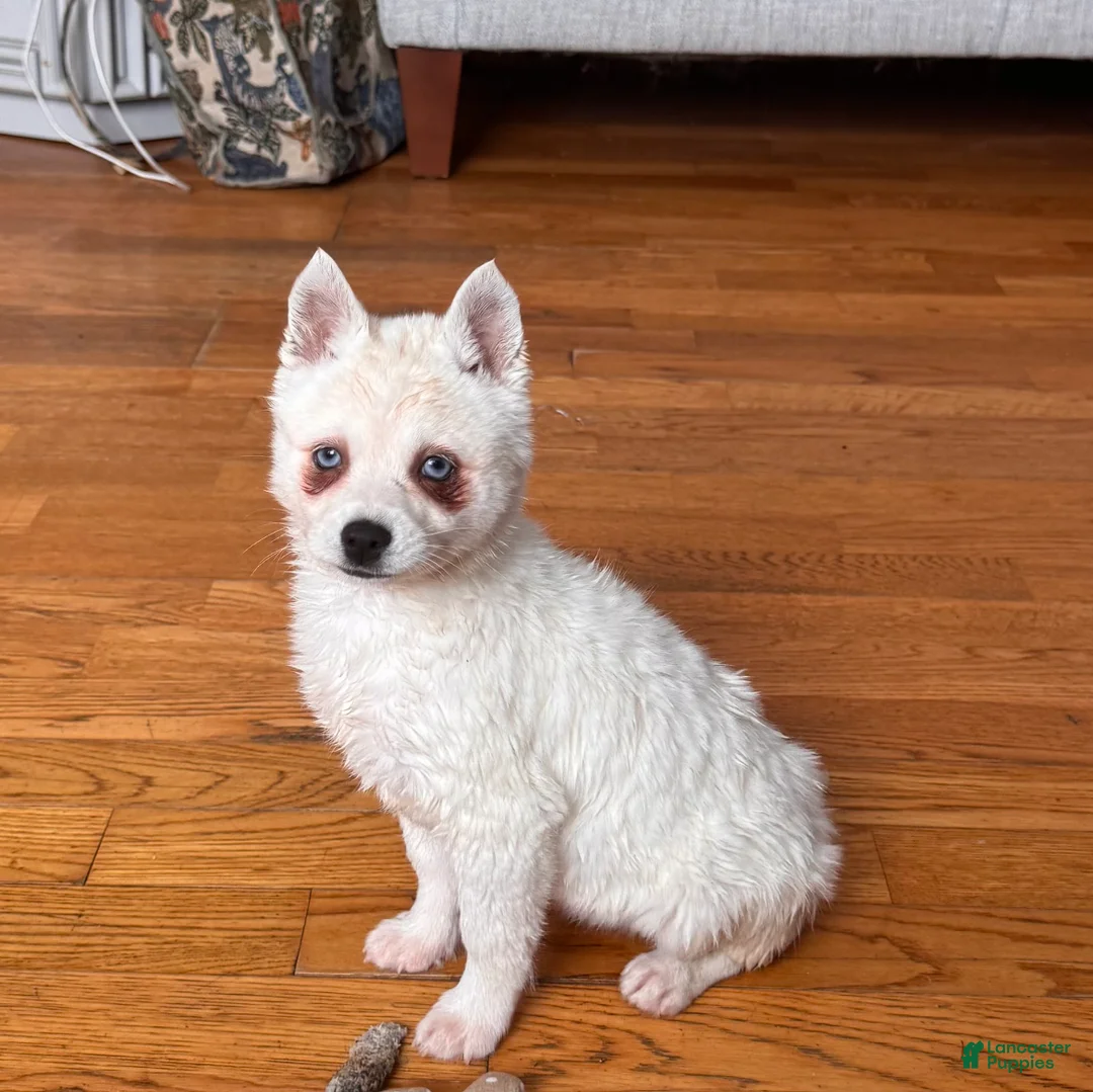 Alaskan Klee Kai dogs for sale: Alaskan Klee Kai Puppy 2 - Ad 1