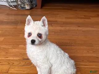 Alaskan Klee Kai dogs for sale: Alaskan Klee Kai Puppy 2 - Ad 1