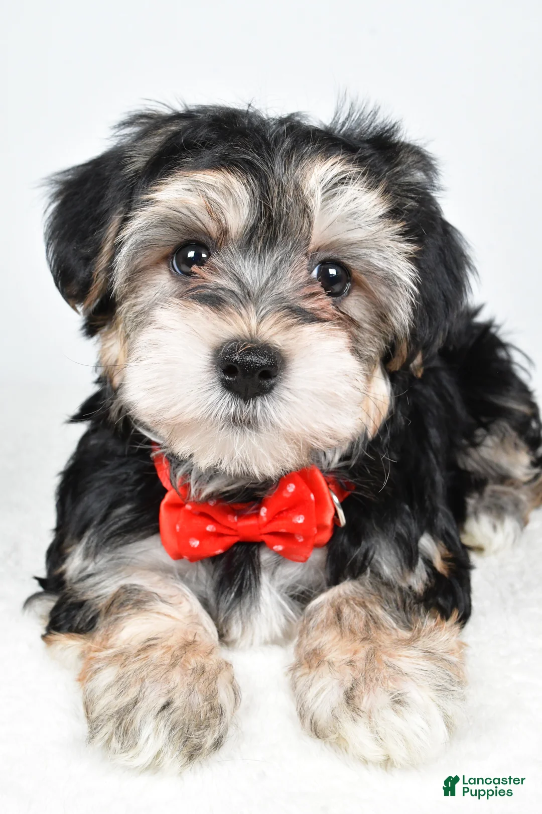 Morkie dogs for sale: Ronnie - Ad 4