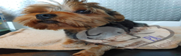 Yorkshire Terrier dogs for sale: Prim Rose - Ad 3
