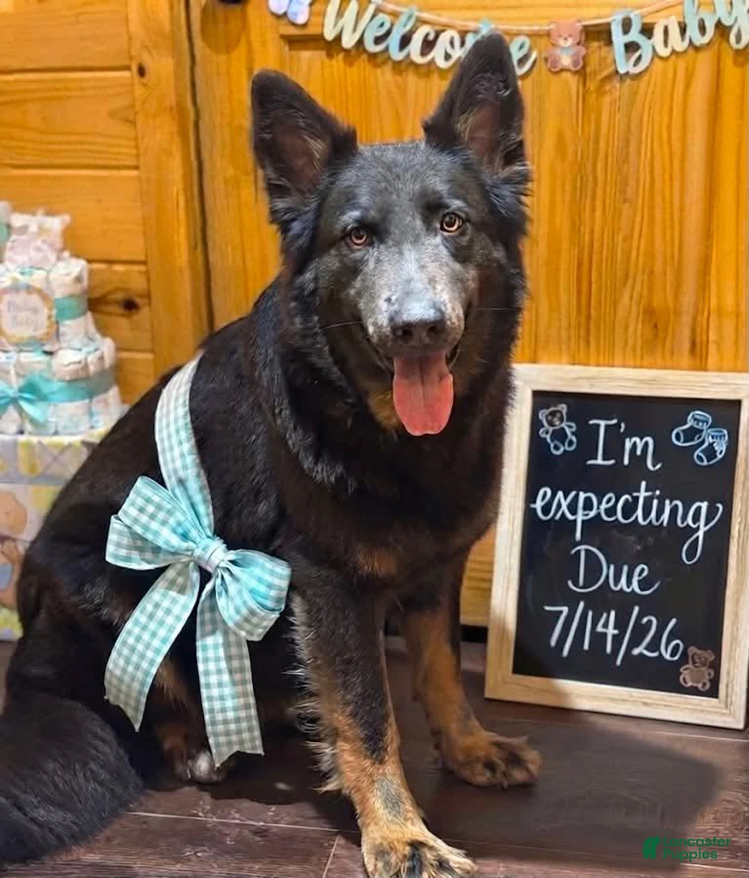 German Shepherd dogs for sale: Waffle - Ad 2