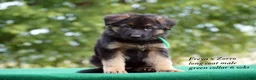 German Shepherd dogs for sale: German Shepherd orange collar male - Ad 2