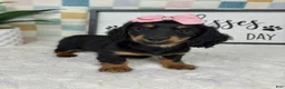 Miniature Dachshund dogs for sale: Daphne - Ad 5