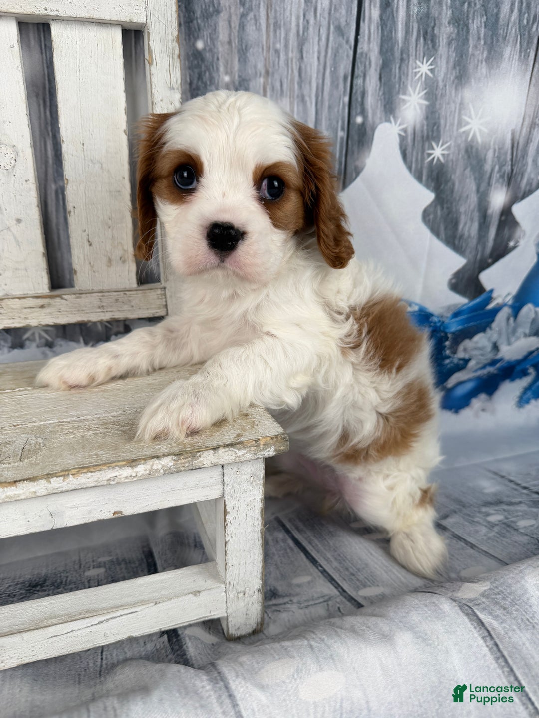 Cavalier King Charles Spaniel dogs for sale: Lucy - Ad 8