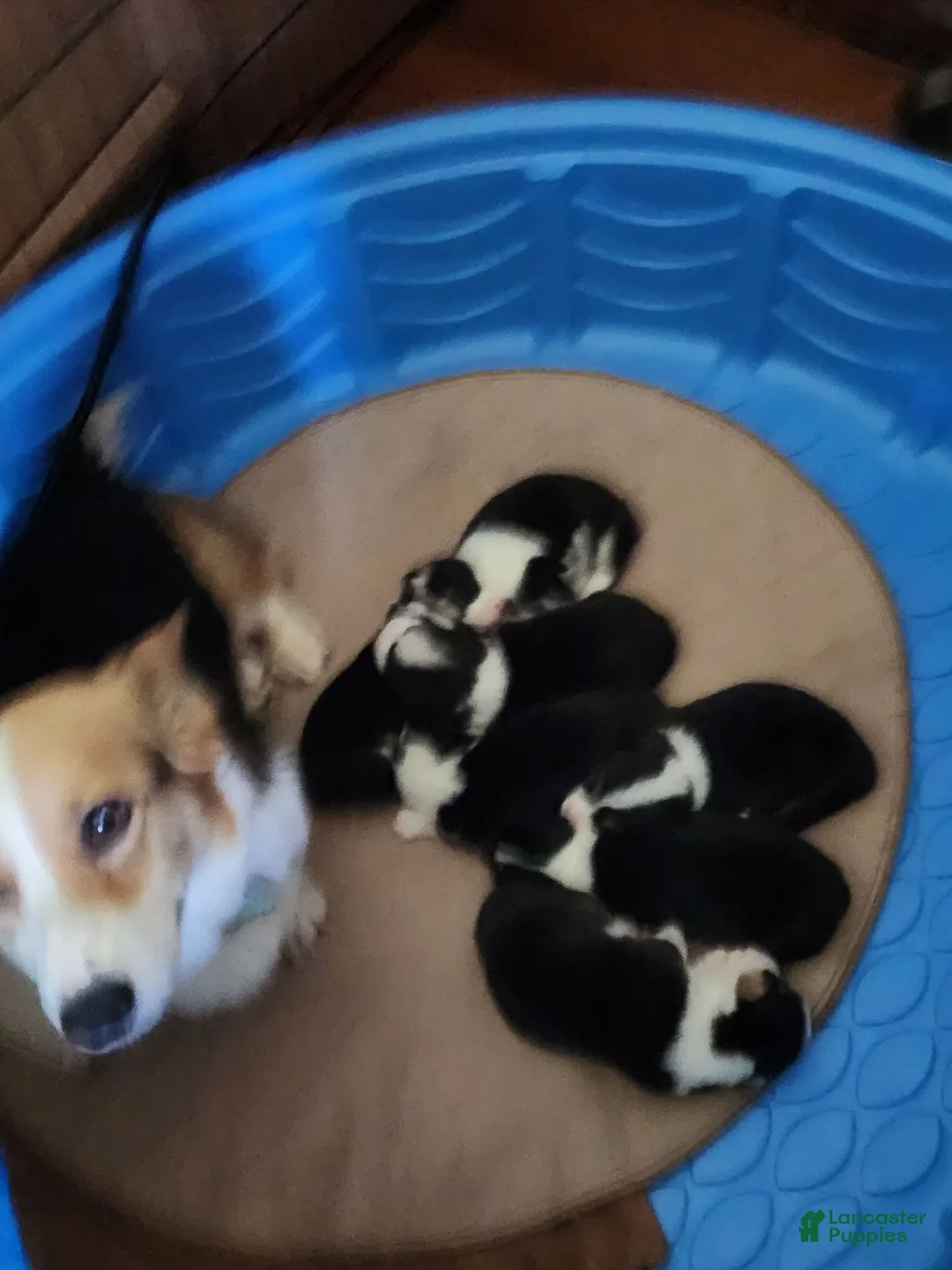 Welsh Corgi Pembroke dogs for sale: Blue Male - Ad 3