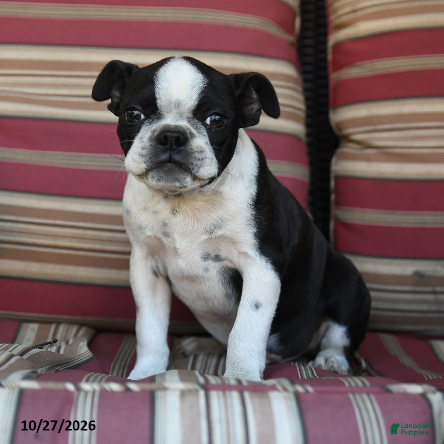 Boston Terrier dogs for sale: John - Ad 1