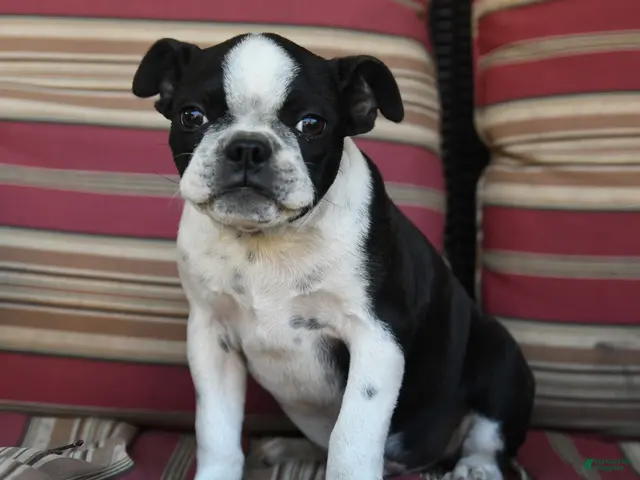 Boston Terrier dogs for sale: John - Ad 1