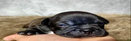 Frenchton dogs for sale: Miss Queenie  - Ad 7