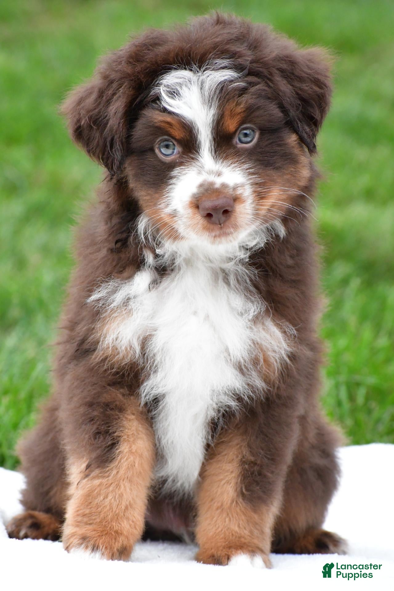 Miniature Australian Shepherd dogs Wendall - Ad 1