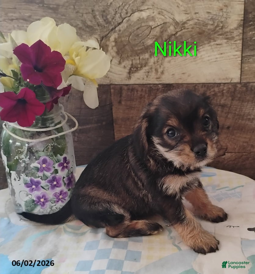 Mixed Breed dogs for sale: Nicki - Ad 3