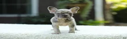 French Bulldog dogs for sale: Joy - Ad 9
