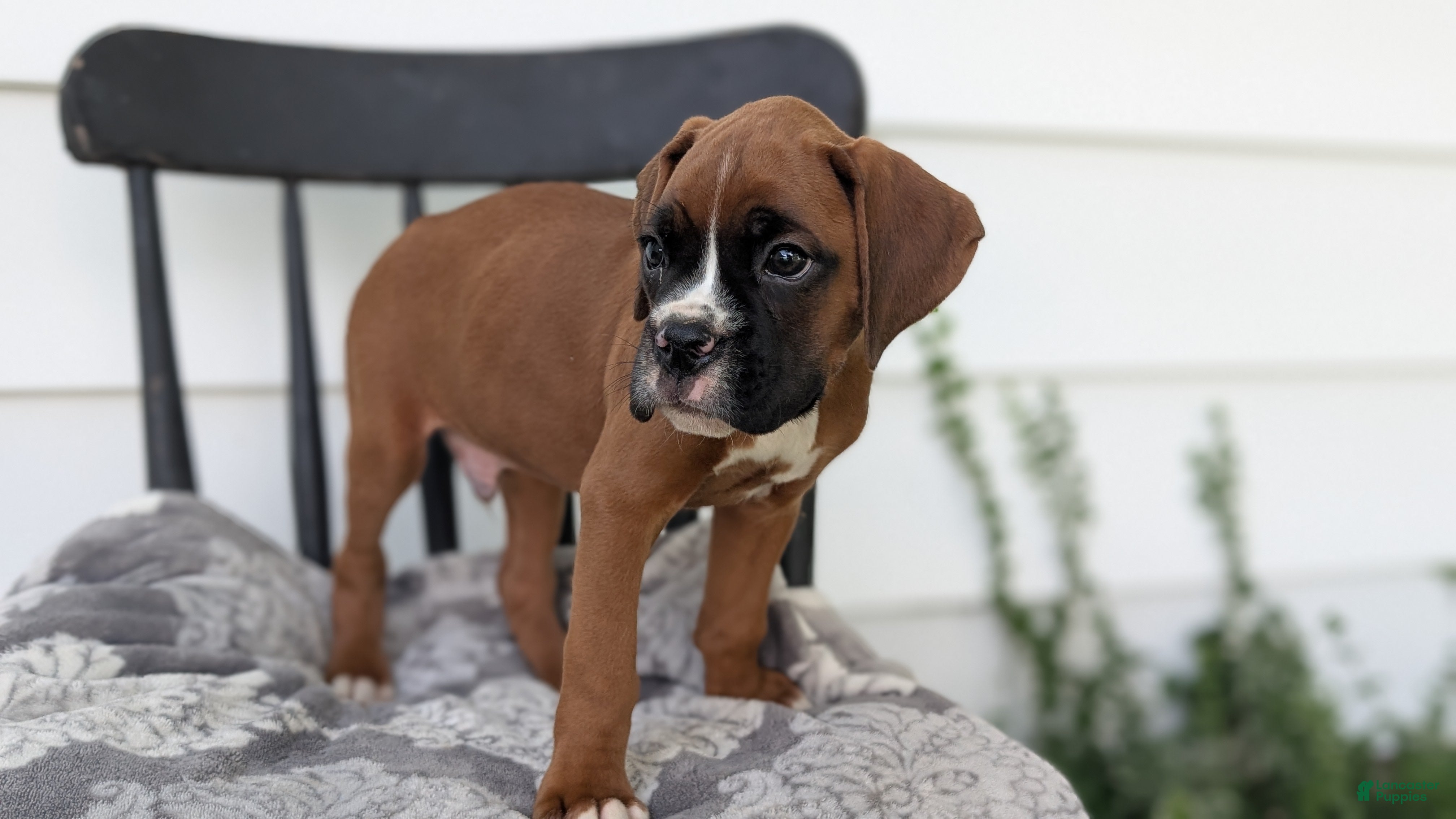 Boxer dogs Kai - Ad 2