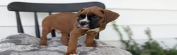 Boxer dogs for sale: Kai - Ad 2
