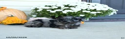 Mini Goldendoodle dogs for sale: Germany - Ad 3