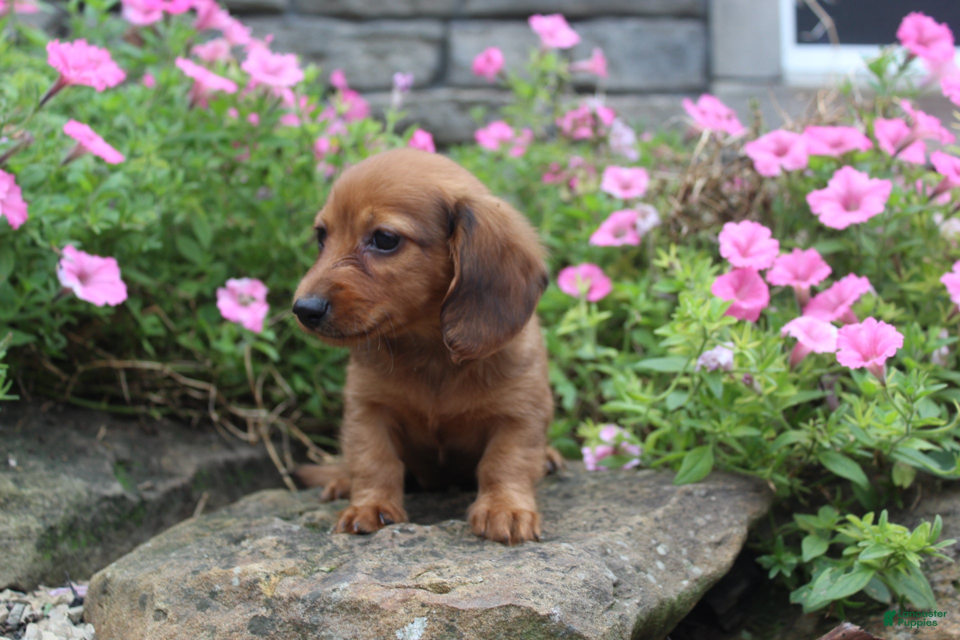 Miniature Dachshund dogs Zane - Ad 1