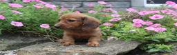 Miniature Dachshund dogs for sale: Zane - Ad 1