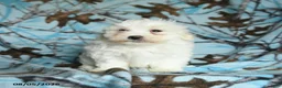 Maltese dogs for sale: Icon - Ad 3